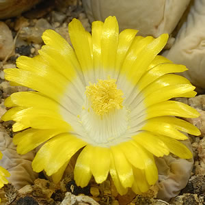 Yellow Color, with its full Bloom