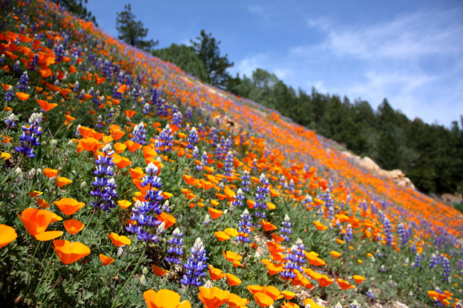 Wild Flowers Growth