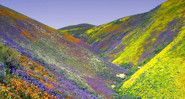 Natural Wild Flowers