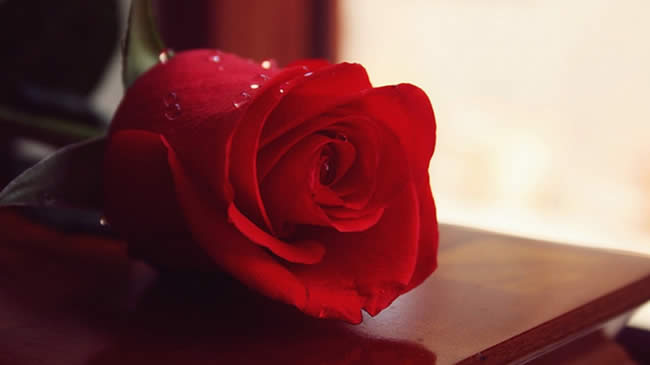 Happy rose day