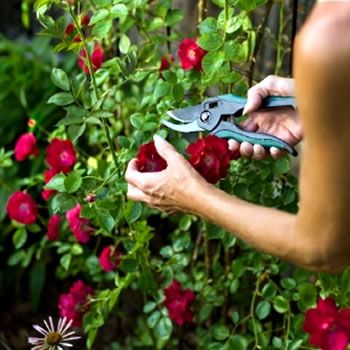 Grow a Perfect Rose Garden